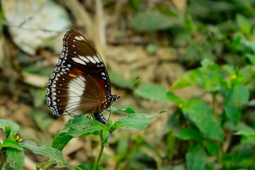 butterfly on a flower