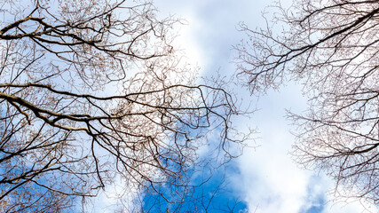 Bare tree branches on a background of blue spring sky
