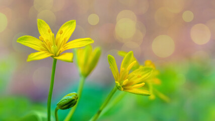 Yellow flowers goose bow, close up on blurred background with bokeh