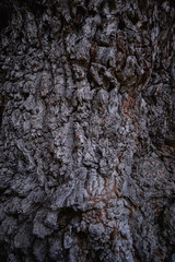 The texture of an old tree. The bark of the tree. . High quality photo