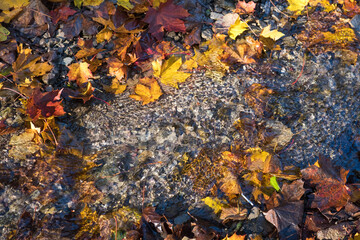 Fototapeta na wymiar Maple leaf in water, floating autumn maple leaf. Colorful leaves in stream. Sunny autumn day. Autumn concept