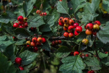Red orange ripe hawthorn berries, branches with bunches, among green carved leaves on tree in summer garden