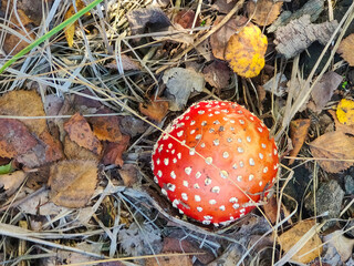 Red mushroom Amanita Muscaria, Fly Ageric, Fly Amanita in autumn forest.