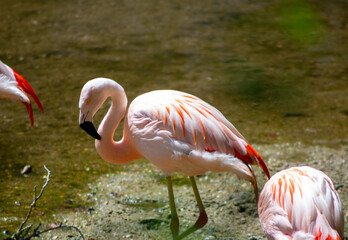 oiseaux tropical nature vert flamme en rose
