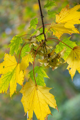 maple tree leaves in the city park in Autumn colors.