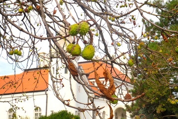 Sunny autumn day and autumn colors in the garden of an old castle in Vojvodina, Serbia