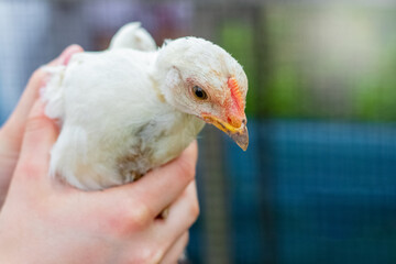 Woman holding a small white chicken, raising purebred chickens