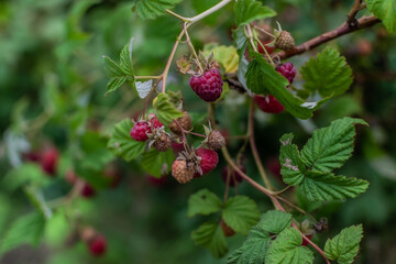 Pink scarlet raspberries on branches with green carved leaves in the garden. Summer harvest. Close-up