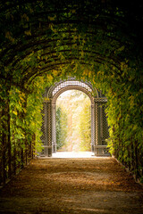 Fototapeta premium enchanted archway on an autumn day