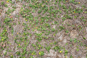 green ivy leaf on the wall