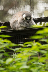 Lemur on the fence