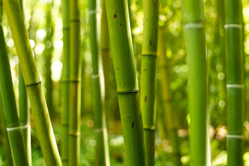 bambou vert pousse chinois