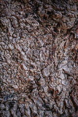 The texture of an old tree. The bark of the tree. . High quality photo