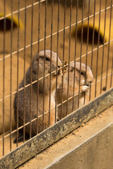 Prairie Dogs in cage