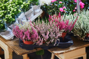 Heather for sale on local flower market in Paris