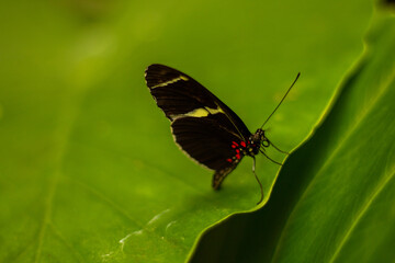 Obraz na płótnie Canvas papillon insecte coloré tropical 