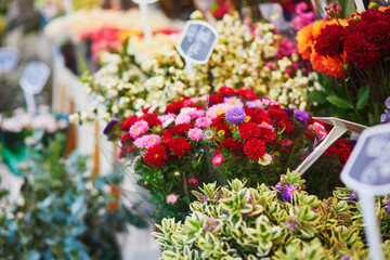Fototapeta na wymiar Asters for sale on local flower market in Paris