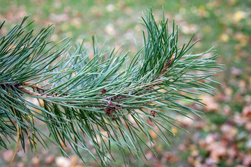 Naklejka na ściany i meble Blue spruce branch Picea pungens on a grass background