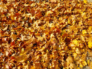 carpet of yellow autumn leaves