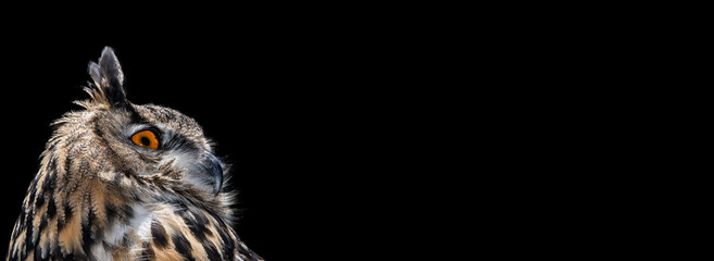 Eurasian Eagle Owl (Bubo bubo) on Banner...Add Your Own Text or Content