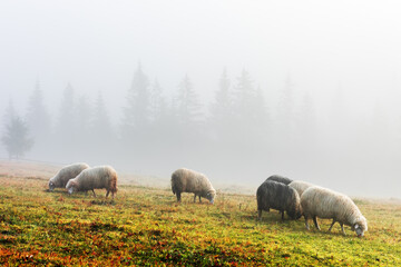 Herd of sheeps in foggy autumn mountains. Pine forest on background. Carpathians, Ukraine, Europe. Landscape photography