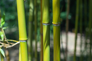 bambou vert pousse zen