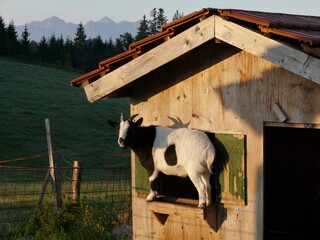 Ziege vor ihrem Stall auf dem Auerberg in Bayern