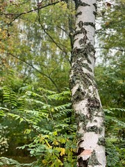 Fototapeta premium Birch tree