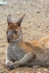 Naklejka na ściany i meble Laying Western grey kangaroo in John Forrest National Park, Perth, Western Australia