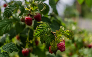 Red scarlet raspberries on the branches, among the green carved leaves on a tree in the summer garden. Harvest