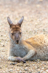 Laying Western grey kangaroo in John Forrest National Park, Perth, Western Australia