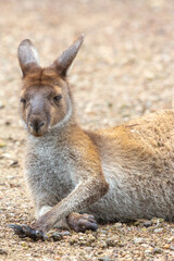 Naklejka na ściany i meble Laying Western grey kangaroo in John Forrest National Park, Perth, Western Australia