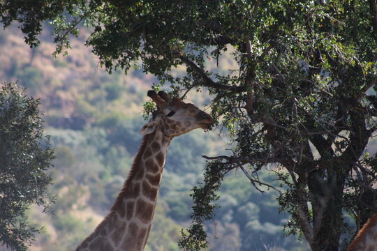 Photo Taken in Pilanesberg National Park.