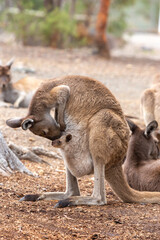 Fototapeta premium Western grey kangaroo with Joey in John Forrest National Park, Perth, Western Australia