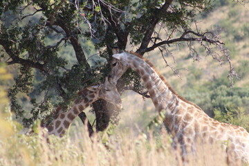 Photo Taken in Pilanesberg National Park.