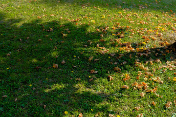 Obraz premium Yellow autumn leaves in the green grass and tree shadow. Fall natural background. Copy space