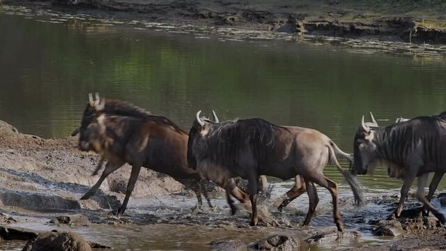 Fearful of predatory and crocodiles and lions, migrating wildebeests jump through water while crossing the Talek River in the Maasai Mara Reserve in Kenya during the great migration. Premium 4K video.