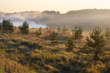 Fototapeta na wymiar Fog rises in the autumn forest lit by the dawn sun