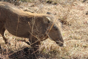 Photo Taken in Pilanesberg National Park.