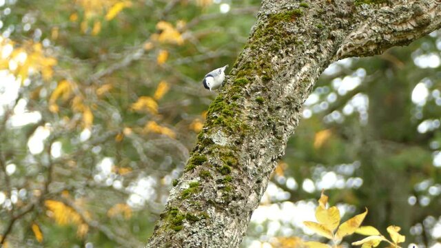 White breasted nuthatch picking for small insects between moss covered branch