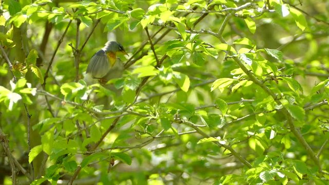 A Northern Parula jumping from branch to branch on a green leafy tree, exploring and looking around