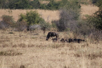 Photo Taken in Pilanesberg National Park.