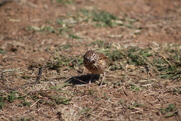 Photo Taken in Pilanesberg National Park.