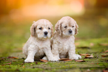 Cute puppies.Adorable cocker spaniel in the outdoor park.Purebred young dogs lost.Sweet friendship in pets.