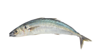 Round scad fish or mackerel scad isolated on white background, Decapterus maruadsi