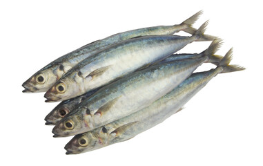 Round scad fish or mackerel scad isolated on white background