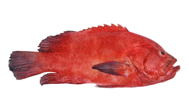 Red spotted grouper fish isolated on white background