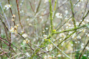 Blackthorn tree shrub (Prunus Spinosa) in bloom with white flowers and branches covered in moss