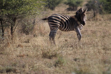Photo Taken in Pilanesberg National Park.