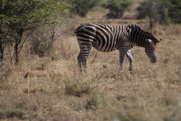 Fototapeta na wymiar Photo Taken in Pilanesberg National Park.